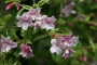 Жасмин, бяло-розов, градински (Jasminum Stephanense)