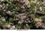 Жасмин, бяло-розов, градински (Jasminum Stephanense)