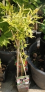 Жасмин, бяло-розов, градински (Jasminum Stephanense)