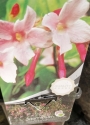 Жасмин, бяло-розов, градински (Jasminum Stephanense)