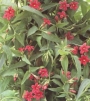 Жасмин градински червен (Jasminum beesianum)