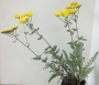 Жълт равнец Ахилея (Achillea millefolium)