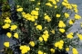 Жълт равнец Ахилея (Achillea millefolium)