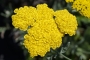 Жълт равнец Ахилея (Achillea millefolium)