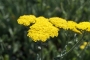 Жълт равнец Ахилея (Achillea millefolium)