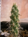 Цилиндроопунция (Cylindropuntia spinisior)