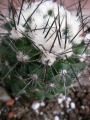 Копиапоа (Copiapoa paposoensis, Copiapoa humilis)