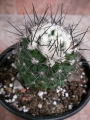 Копиапоа (Copiapoa paposoensis, Copiapoa humilis)