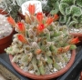 Хамаецереус Ехинопсис силвестри (Chamaecereus silvestrii Echinopsis silvestrii)