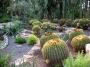 Ехинокактус грузони, Кактус Табуретката на тъщата (Echinocactus grusonii)