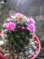 Мамилария (Cactus Mammillaria backerbergiana ssp ernestii)