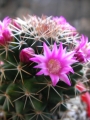 Мамилария (Cactus Mammillaria backerbergiana ssp ernestii)