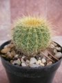 Нотокактус (Notocactus claviceps, Parodia schumanniana)