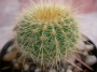 Нотокактус (Notocactus claviceps, Parodia schumanniana)