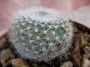 Ребуция (Rebutia muscula)