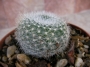 Ребуция (Rebutia muscula)
