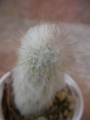 Аустроцефалоцереус (Austrocephalocereus dybowskii)