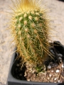 Ватриканиа (Cactus Vatricania guentherii)