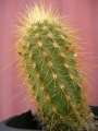 Ватриканиа (Cactus Vatricania guentherii)