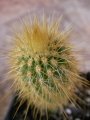 Ватриканиа (Cactus Vatricania guentherii)