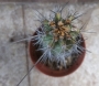 Кактус (Cactus)