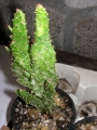 Опунция (Opuntia Monacantha fma Variegata)