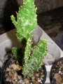 Опунция (Opuntia Monacantha fma Variegata)