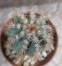 Кактус (Cactus)