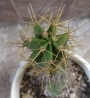 Кактус (Cactus)