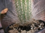 Триксантоцереус (Trixanthocereus blossfeldiorum)