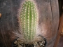 Триксантоцереус (Trixanthocereus blossfeldiorum)