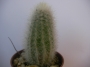Миркантоцереус (Micranthocereus auri-azureus)