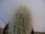 Миркантоцереус (Micranthocereus auri-azureus)