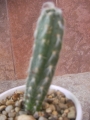 Пилоцереус (Pilocereus glaucescens)