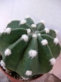 Ехинопсис (Cactus Echinopsis subdenudata Echinopsis subdenudatum Fuzzy Naval)