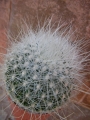 Кактус (Cactus)