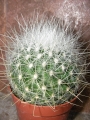 Кактус (Cactus)