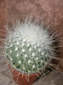 Кактус (Cactus)