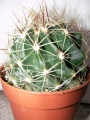 Хаматокактус (Hamatocactus Setispinus)
