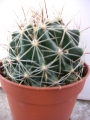 Хаматокактус (Hamatocactus Setispinus)