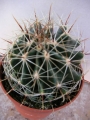 Хаматокактус (Hamatocactus Setispinus)