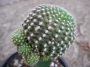 Кактус (Cactus)