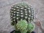 Кактус (Cactus)