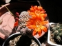 Кактус (Cactus)