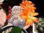 Кактус (Cactus)