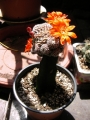 Кактус (Cactus)
