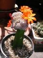 Кактус (Cactus)