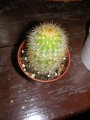 Вебербауроцереус (Weberbauerocereus winterianus)