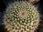 Мамилария (Mammillaria)