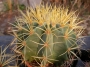 Ферокактус (Ferocactus glaucescens)
